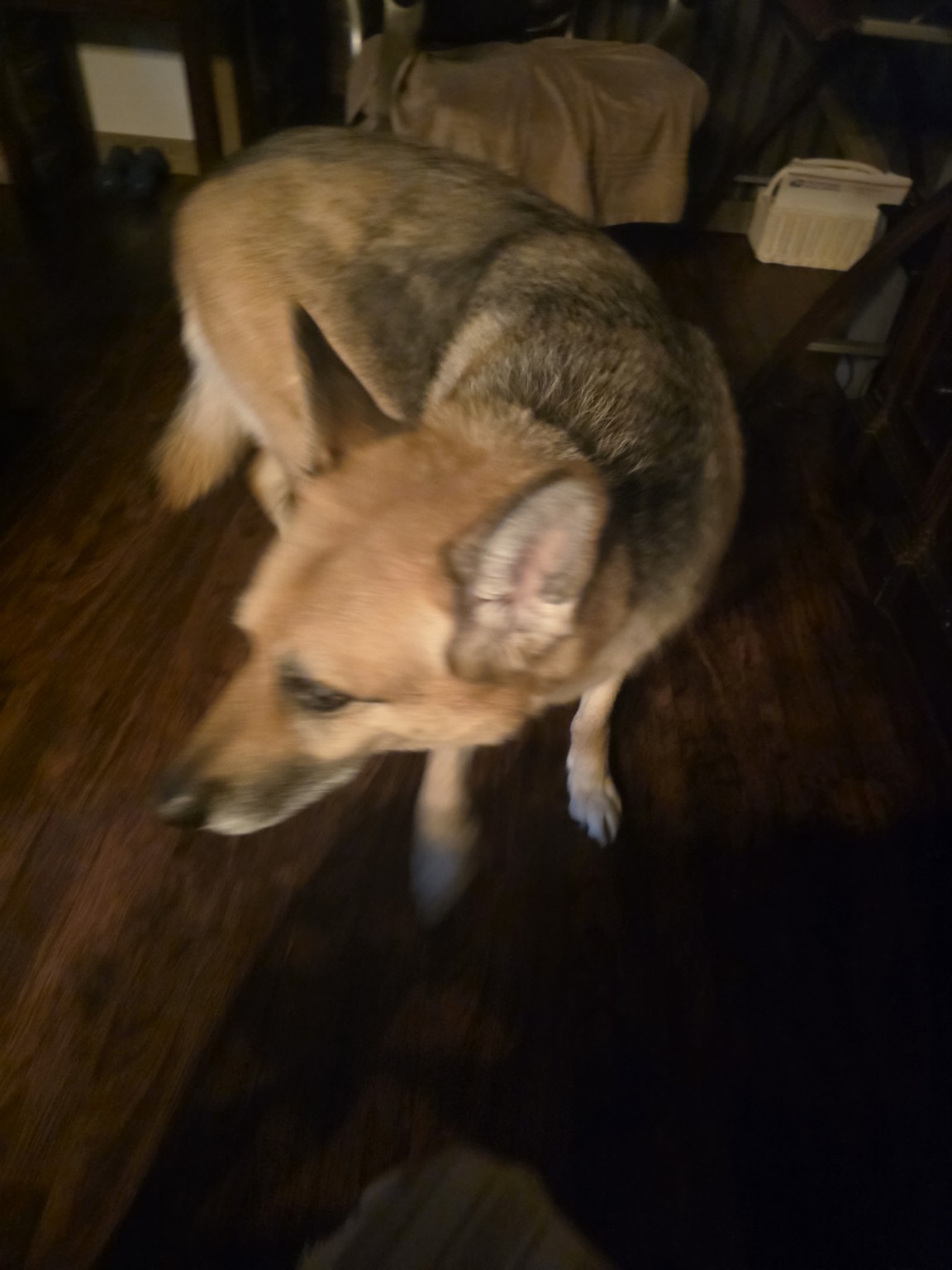 Mia. Adopted by Manny and Ale perez