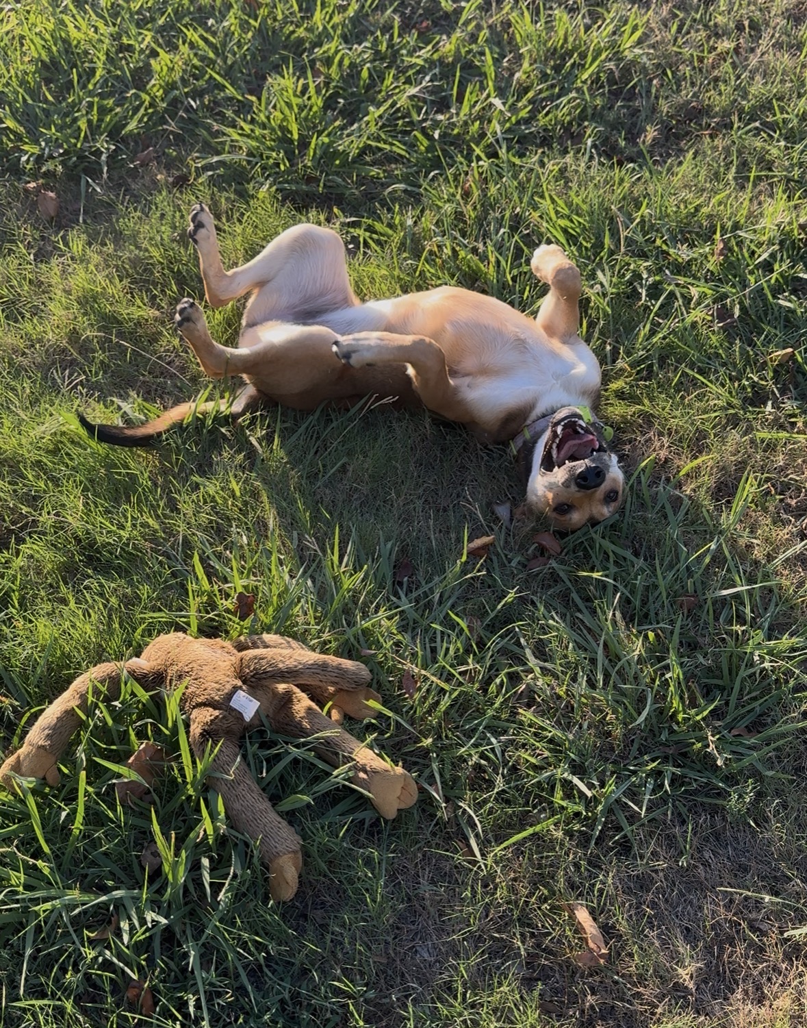 Meet Lolo — photo 1, cover